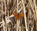 Click image for larger version. 

Name:	Comma Butterfly.JPG 
Views:	452 
Size:	324.9 KB 
ID:	18631