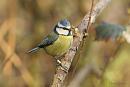 Click image for larger version. 

Name:	Blue-tit 1.jpg 
Views:	221 
Size:	157.1 KB 
ID:	18648