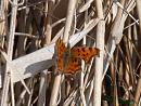 Click image for larger version. 

Name:	Comma butterfly.jpg 
Views:	233 
Size:	310.5 KB 
ID:	18668