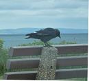 Click image for larger version. 

Name:	Jackdaw with white wing feathers.JPG 
Views:	324 
Size:	164.0 KB 
ID:	18790
