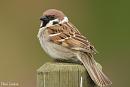 Click image for larger version. 

Name:	Tree sparrow (1).jpg 
Views:	232 
Size:	146.2 KB 
ID:	18807