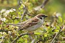 Click image for larger version. 

Name:	Tree sparrow (4).jpg 
Views:	251 
Size:	179.2 KB 
ID:	18808
