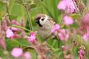 Click image for larger version. 

Name:	Tree sparrow (3).jpg 
Views:	213 
Size:	159.5 KB 
ID:	18809