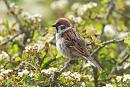 Click image for larger version. 

Name:	Tree sparrow (2).jpg 
Views:	244 
Size:	185.5 KB 
ID:	18810
