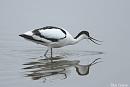 Click image for larger version. 

Name:	Avocet with shrimp.jpg 
Views:	242 
Size:	203.7 KB 
ID:	18819