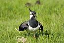 Click image for larger version. 

Name:	Lapwing 2.jpg 
Views:	245 
Size:	190.1 KB 
ID:	18826