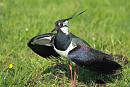 Click image for larger version. 

Name:	Lapwing 4.jpg 
Views:	263 
Size:	185.4 KB 
ID:	18828