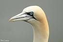 Click image for larger version. 

Name:	Gannet (1).jpg 
Views:	245 
Size:	185.8 KB 
ID:	18836