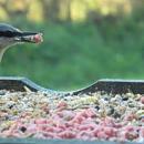 Click image for larger version. 

Name:	birds_feeding1.jpg 
Views:	204 
Size:	10.3 KB 
ID:	18848