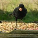 Click image for larger version. 

Name:	birds_feeding2.jpg 
Views:	216 
Size:	11.7 KB 
ID:	18849