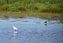 Click image for larger version. 

Name:	Little Egret and friend.JPG 
Views:	393 
Size:	298.3 KB 
ID:	18861