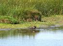 Click image for larger version. 

Name:	Young Moorhen perhaps....JPG 
Views:	386 
Size:	345.8 KB 
ID:	18863