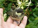 Click image for larger version. 

Name:	Baby Coal Tit.jpg 
Views:	241 
Size:	148.8 KB 
ID:	18889