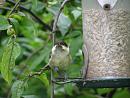 Click image for larger version. 

Name:	Coal Tit posing.jpg 
Views:	233 
Size:	156.8 KB 
ID:	18890