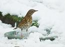 Click image for larger version. 

Name:	Song Thrush 1.JPG 
Views:	188 
Size:	209.7 KB 
ID:	19012