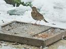 Click image for larger version. 

Name:	Song Thrush 2.JPG 
Views:	199 
Size:	348.8 KB 
ID:	19013