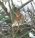 Click image for larger version. 

Name:	Song Thrush 4.JPG 
Views:	198 
Size:	281.4 KB 
ID:	19015