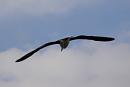 Click image for larger version. 

Name:	Great Black-backed Gull.JPG 
Views:	448 
Size:	154.2 KB 
ID:	19248