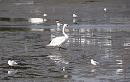 Click image for larger version. 

Name:	Mute Swan, BHGs and Oystercatchers on mud flats.JPG 
Views:	370 
Size:	316.8 KB 
ID:	19251