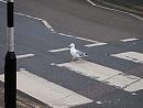 Click image for larger version. 

Name:	Gull crossing.jpg 
Views:	336 
Size:	101.8 KB 
ID:	19344