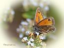 Click image for larger version. 

Name:	GateKeeper DSC_0081.jpg 
Views:	309 
Size:	57.8 KB 
ID:	19437