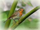 Click image for larger version. 

Name:	female Robin DSC_0118.jpg 
Views:	158 
Size:	53.2 KB 
ID:	19451