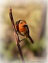 Click image for larger version. 

Name:	Robin DSC_0351.jpg 
Views:	187 
Size:	42.5 KB 
ID:	19493
