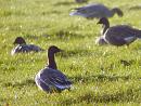 Click image for larger version. 

Name:	Pink-footed Goose.jpg 
Views:	259 
Size:	422.9 KB 
ID:	1954