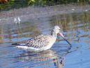 Click image for larger version. 

Name:	Bar-tailed Godwit.jpg 
Views:	233 
Size:	277.3 KB 
ID:	1957