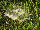 Click image for larger version. 

Name:	Cobwebs on grass.JPG 
Views:	164 
Size:	558.7 KB 
ID:	19585