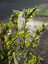 Click image for larger version. 

Name:	Cobwebs on Magnolia 2.JPG 
Views:	163 
Size:	496.2 KB 
ID:	19587