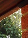 Click image for larger version. 

Name:	Bird table cobweb.JPG 
Views:	170 
Size:	349.3 KB 
ID:	19588