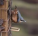 Click image for larger version. 

Name:	Nuthatch_PB206119.JPG 
Views:	233 
Size:	381.9 KB 
ID:	19611