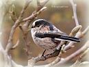 Click image for larger version. 

Name:	Long-tailed tit.jpg 
Views:	214 
Size:	57.4 KB 
ID:	19631