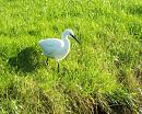 Click image for larger version. 

Name:	Little Egret 05 for email.JPG 
Views:	282 
Size:	532.6 KB 
ID:	19632
