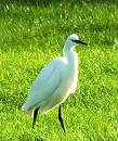 Click image for larger version. 

Name:	Little Egret 26 for email.JPG 
Views:	267 
Size:	434.6 KB 
ID:	19636