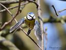 Click image for larger version. 

Name:	Blue tit.jpg 
Views:	162 
Size:	55.2 KB 
ID:	19651