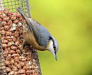 Click image for larger version. 

Name:	nuthatch.JPG 
Views:	187 
Size:	134.9 KB 
ID:	1973
