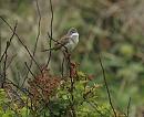 Click image for larger version. 

Name:	Whitethroat-P5068613.JPG 
Views:	514 
Size:	144.7 KB 
ID:	19755