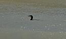 Click image for larger version. 

Name:	Cormorant-P5047869.JPG 
Views:	444 
Size:	91.0 KB 
ID:	19758