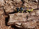 Click image for larger version. 

Name:	Digger_Wasp-Mellinus_arvensis.JPG 
Views:	295 
Size:	124.7 KB 
ID:	19829