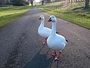 Click image for larger version. 

Name:	Snow Geese.jpg 
Views:	384 
Size:	103.6 KB 
ID:	19935