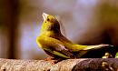 Click image for larger version. 

Name:	greenfinch.JPG 
Views:	214 
Size:	72.0 KB 
ID:	208