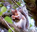 Click image for larger version. 

Name:	Grey_squirrel.jpg 
Views:	140 
Size:	133.6 KB 
ID:	2186