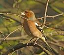 Click image for larger version. 

Name:	chaffinch_seed.jpg 
Views:	204 
Size:	239.4 KB 
ID:	2210