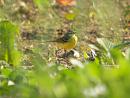 Click image for larger version. 

Name:	greywagtail_5.jpg 
Views:	230 
Size:	226.4 KB 
ID:	233