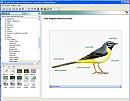 Click image for larger version. 

Name:	birdguide.jpg 
Views:	2717 
Size:	38.4 KB 
ID:	2333