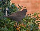 Click image for larger version. 

Name:	Female Blackbird.jpg 
Views:	229 
Size:	343.4 KB 
ID:	2447