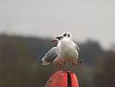 Click image for larger version. 

Name:	black-headed_gulls.jpg 
Views:	186 
Size:	106.3 KB 
ID:	2572