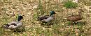 Click image for larger version. 

Name:	mallards1.jpg 
Views:	286 
Size:	417.1 KB 
ID:	263